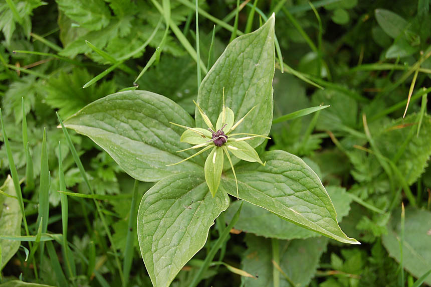 Paris quadrifolia